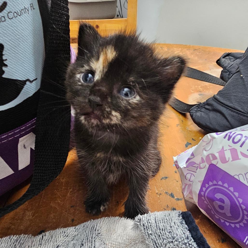 Enlarge Paste, a Adoptable mixed breed in Milton, FL image 2/6