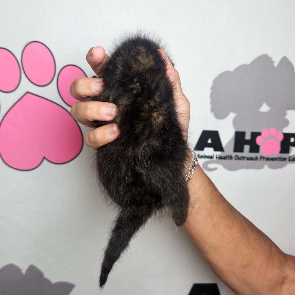 Paste, Adoptable, Kitten Female American Shorthair.