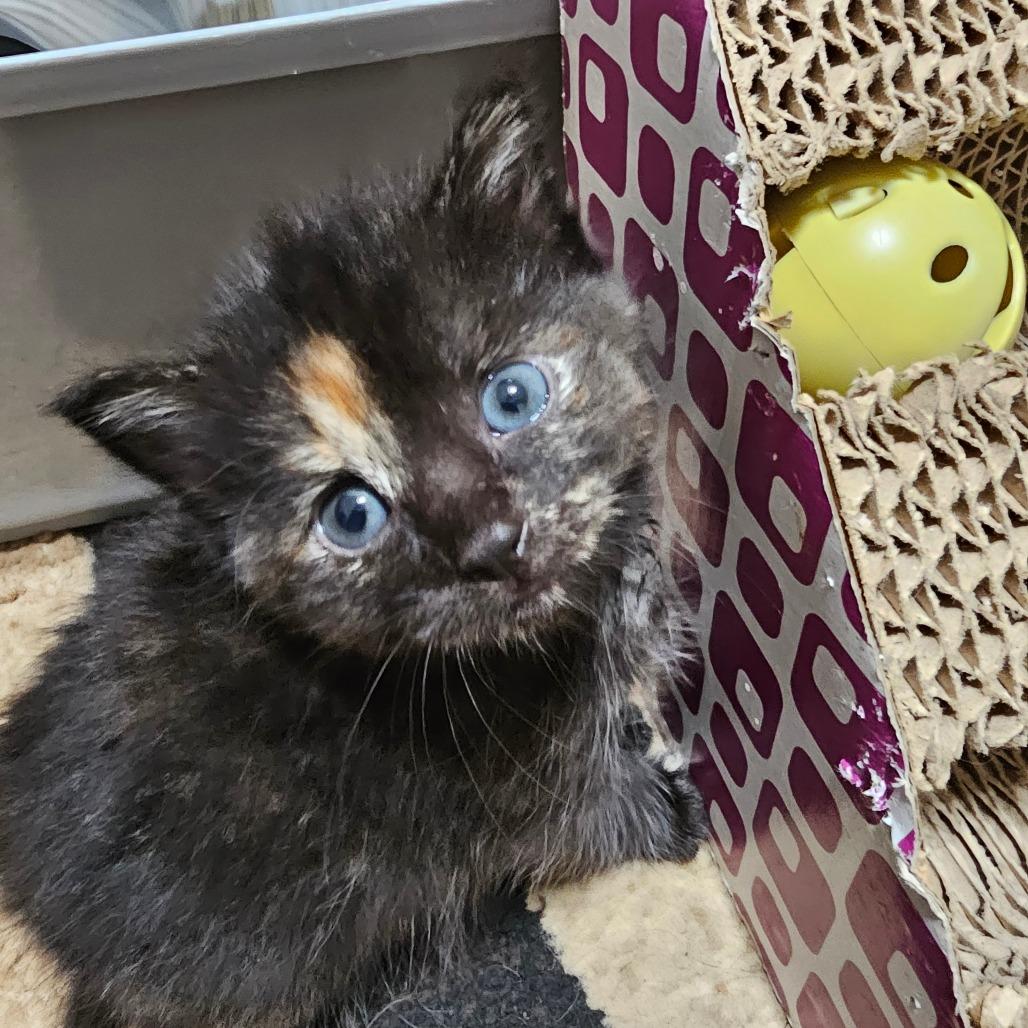 Enlarge Paste, a Adoptable mixed breed in Milton, FL image 4/6