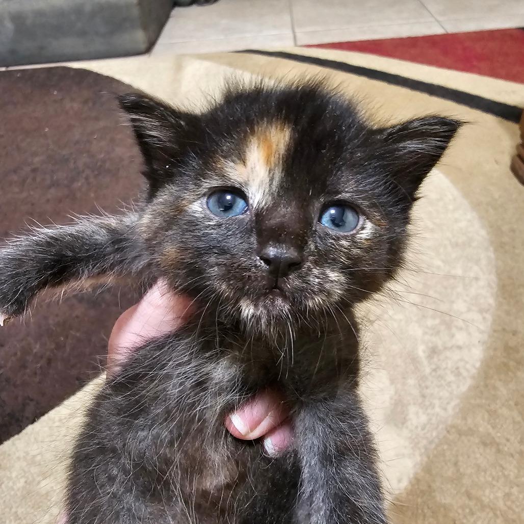 Enlarge Paste, a Adoptable mixed breed in Milton, FL image 5/6