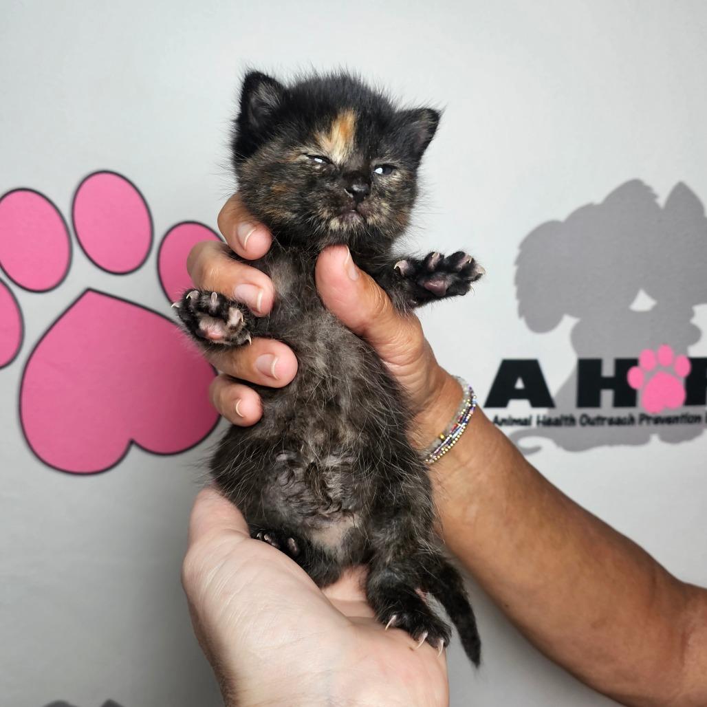 Enlarge Paste, a Adoptable mixed breed in Milton, FL image 2/2