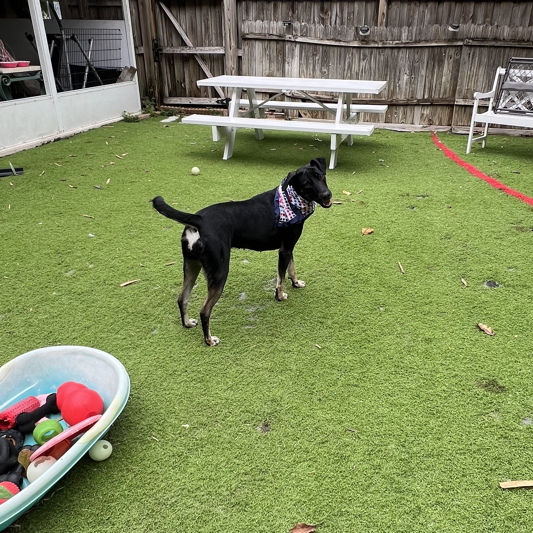 Polly, a Adoptable Labrador Retriever in Fort Myers, FL image 3/4