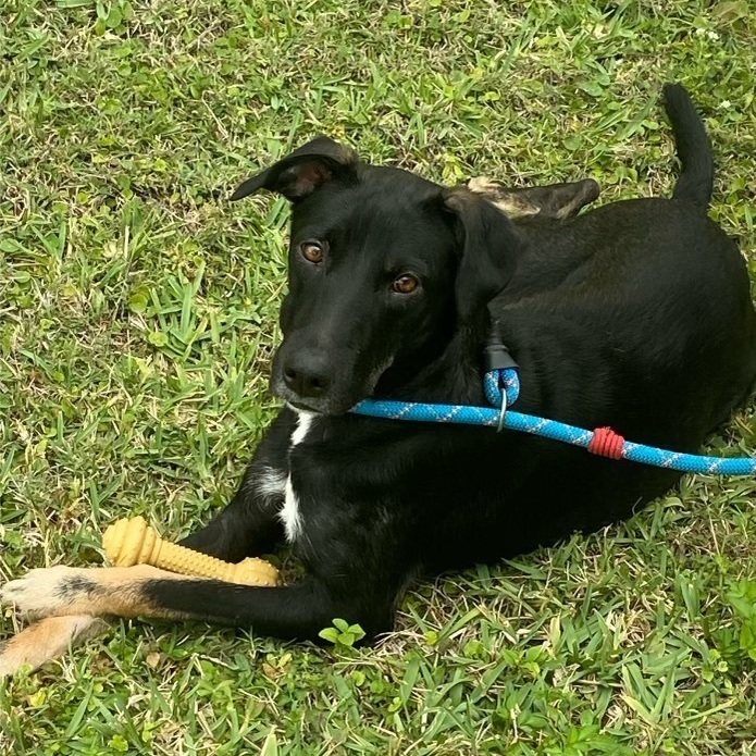Polly, a Adoptable Labrador Retriever in Fort Myers, FL image 4/4