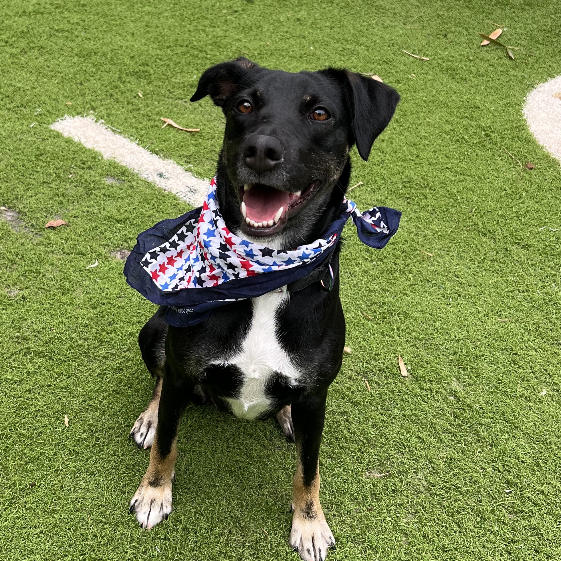 Polly, a Adoptable Labrador Retriever in Fort Myers, FL image 2/4