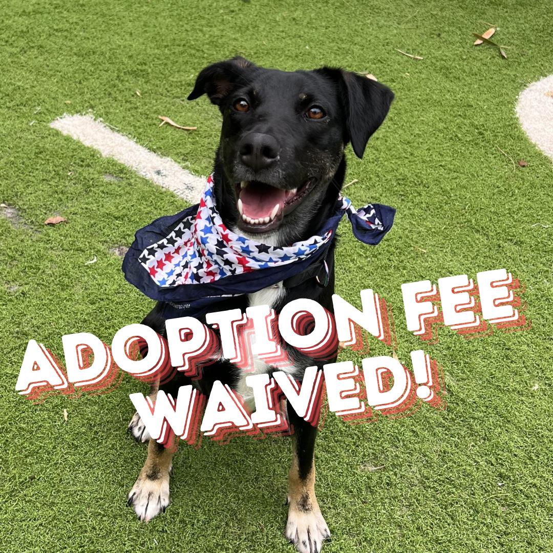 Polly, a Adoptable Labrador Retriever in Fort Myers, FL image 1/4