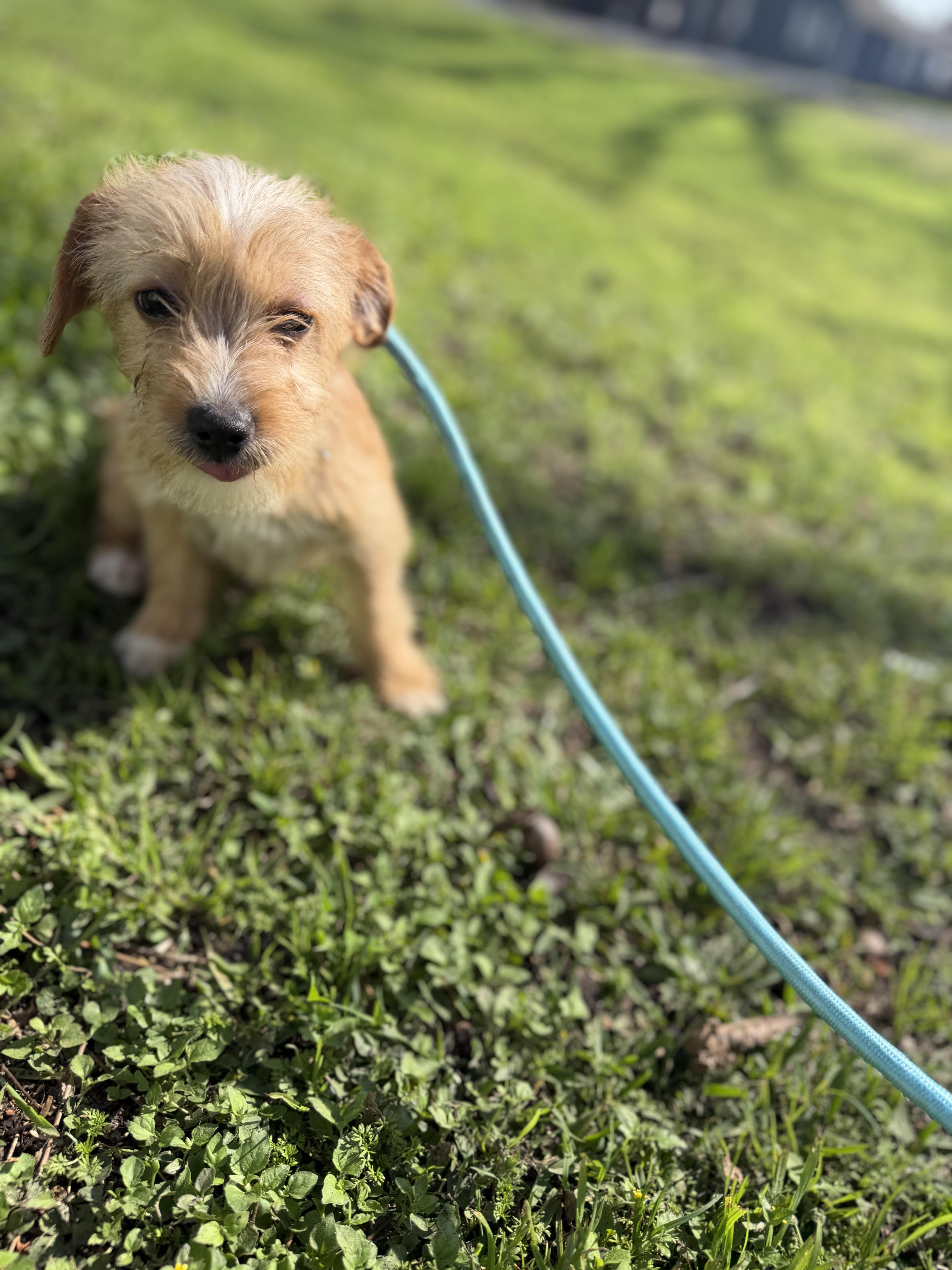Marshall, an adopted mixed breed in Westerly, RI image 2/3