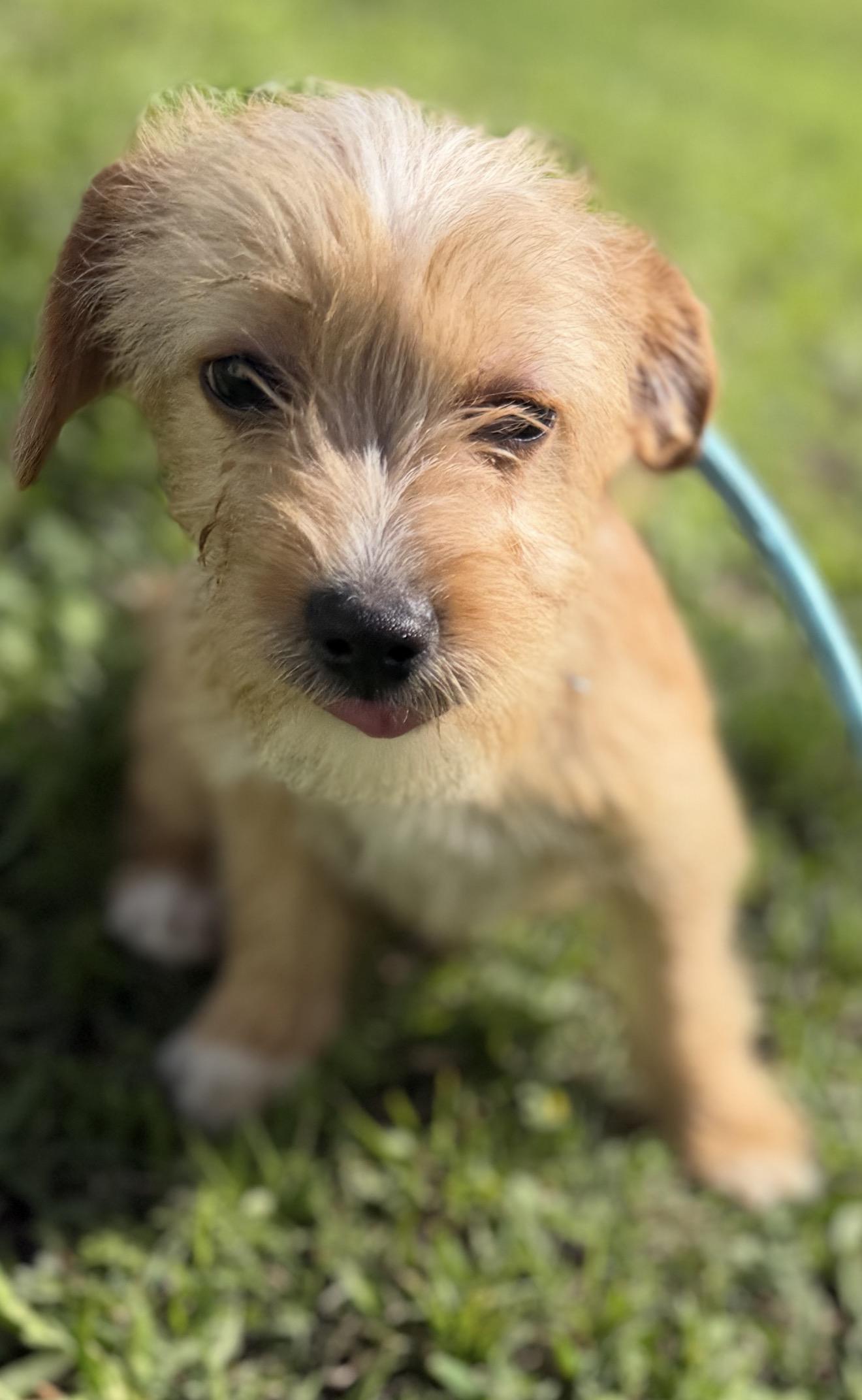 Marshall, an adopted mixed breed in Westerly, RI image 3/3