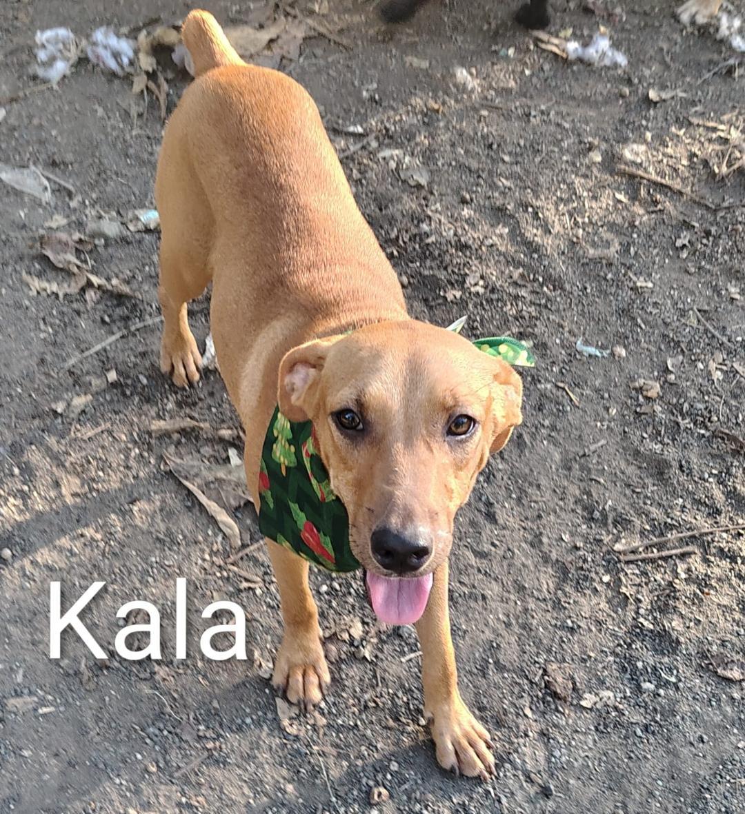 Kayla, a Adoptable mixed breed in Albion, NY image 1/3
