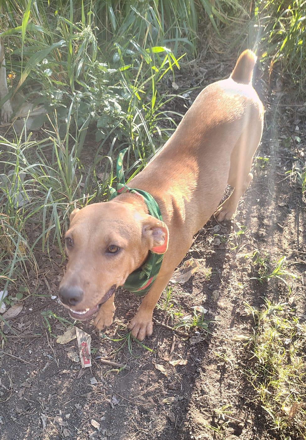 Kayla, a Adoptable mixed breed in Albion, NY image 3/3