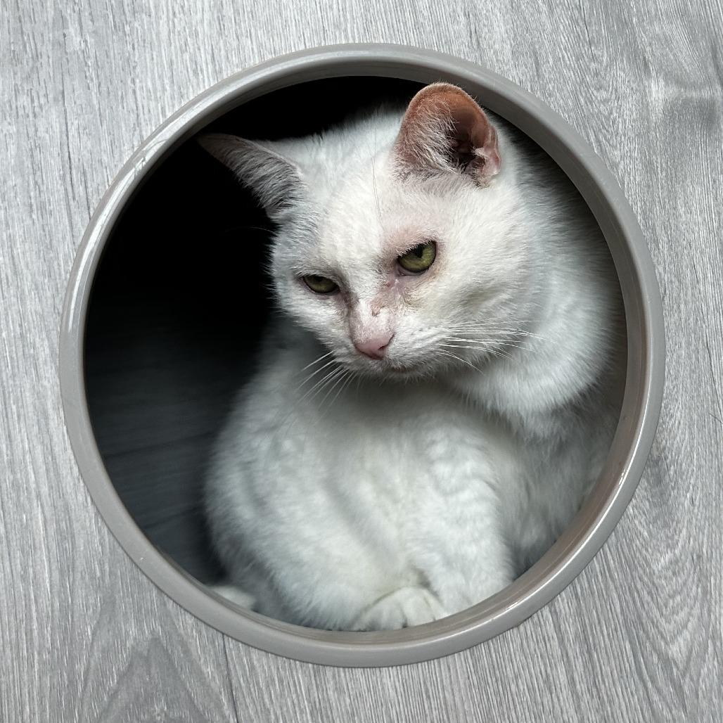 Enlarge Lilly, a Adoptable Domestic Short Hair in Washington Township, OH image 2/6