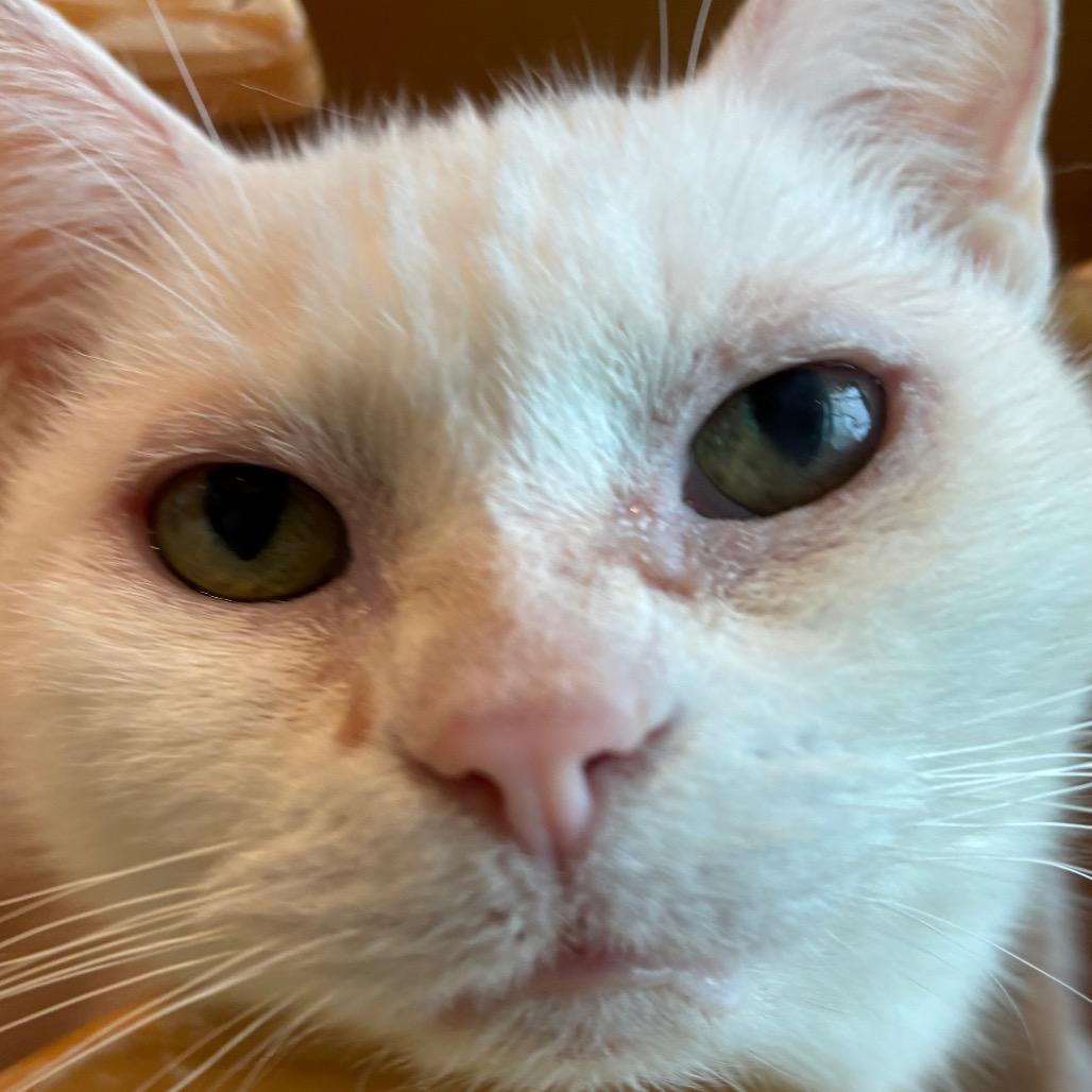 Enlarge Lilly, a Adoptable Domestic Short Hair in Washington Township, OH image 4/6