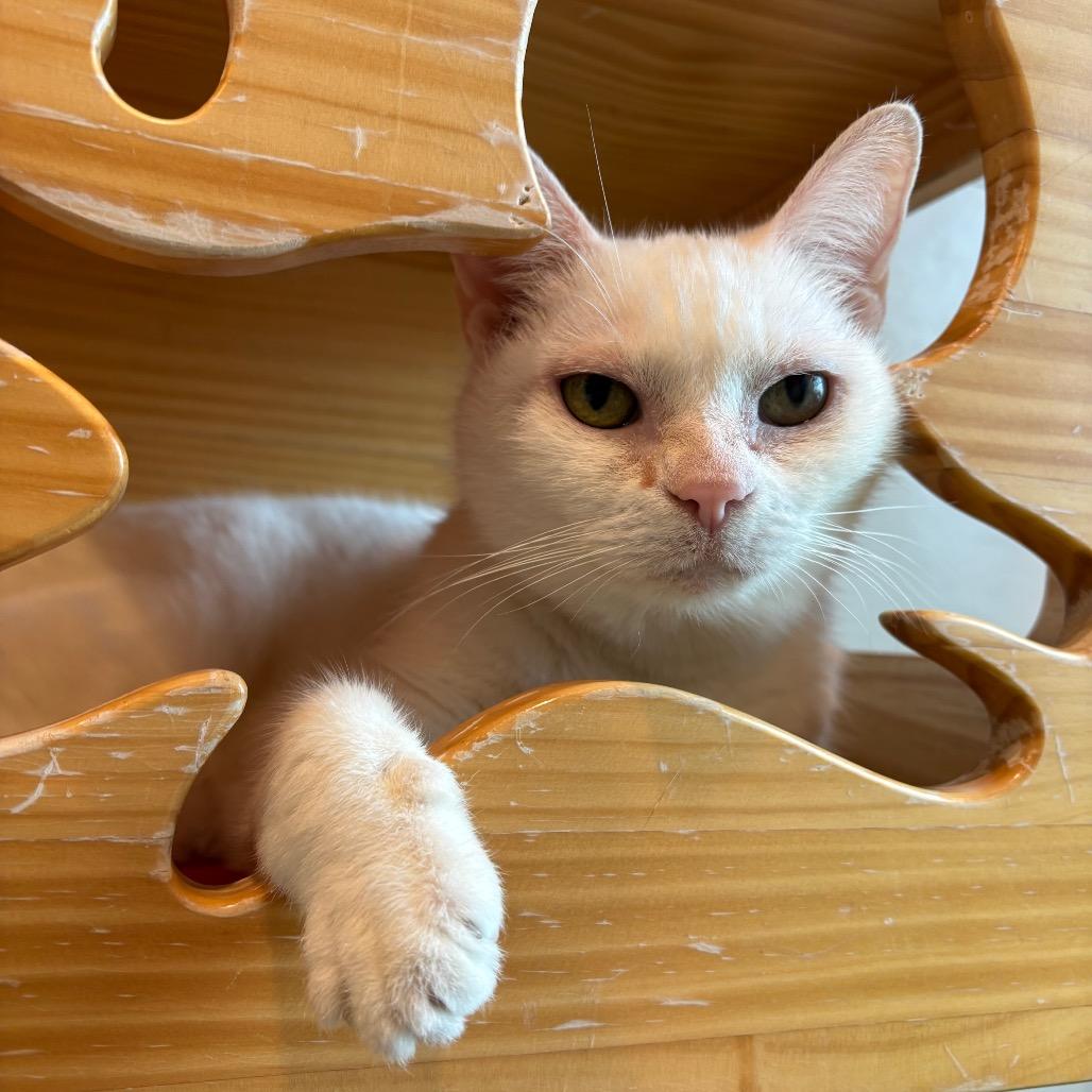 Enlarge Lilly, a Adoptable Domestic Short Hair in Washington Township, OH image 5/6