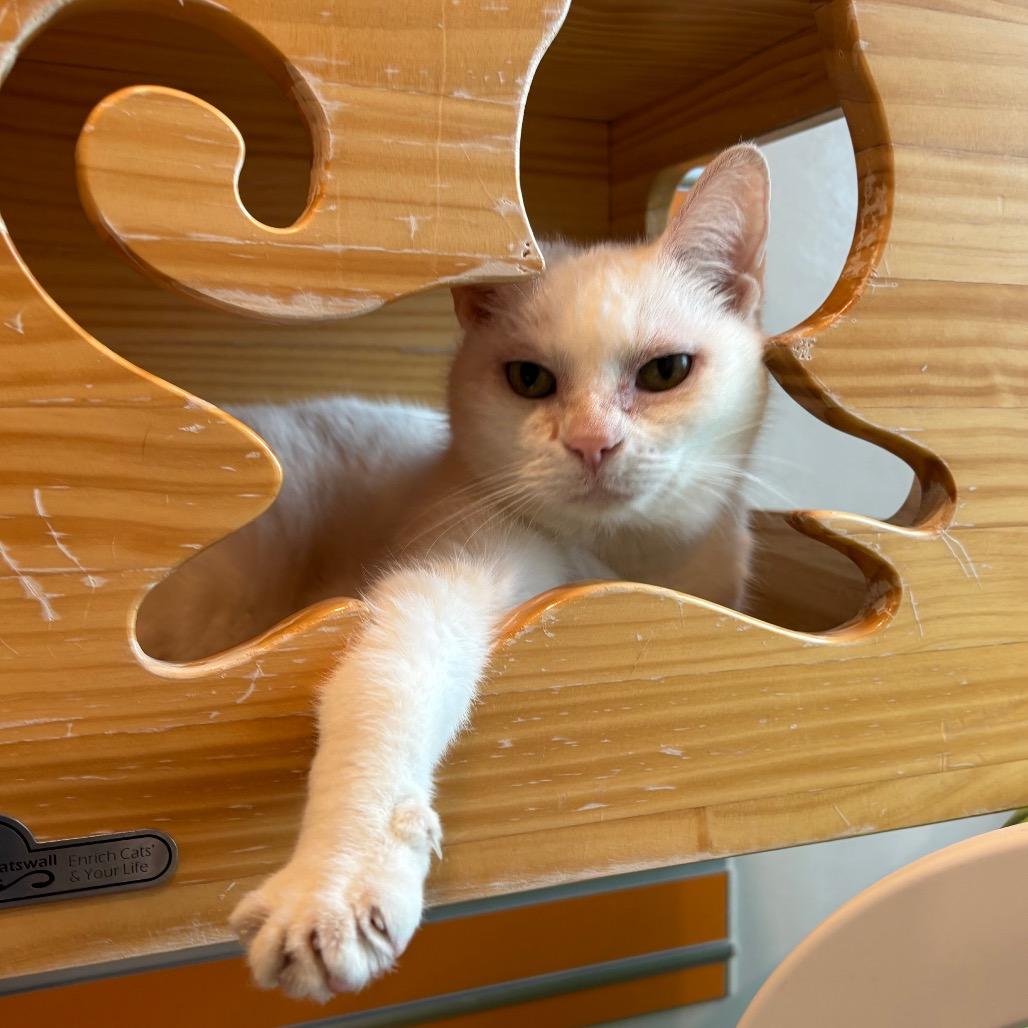 Enlarge Lilly, a Adoptable Domestic Short Hair in Washington Township, OH image 6/6