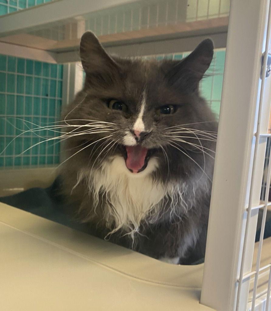 Noel, Adoptable, Senior Female Domestic Long Hair.