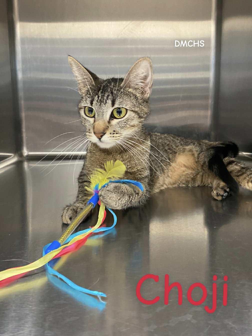 Choji, Adoptable, Young Female Domestic Short Hair.