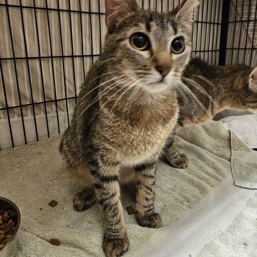 Choji, a Adoptable Domestic Short Hair in Burlington, IA image 2/3