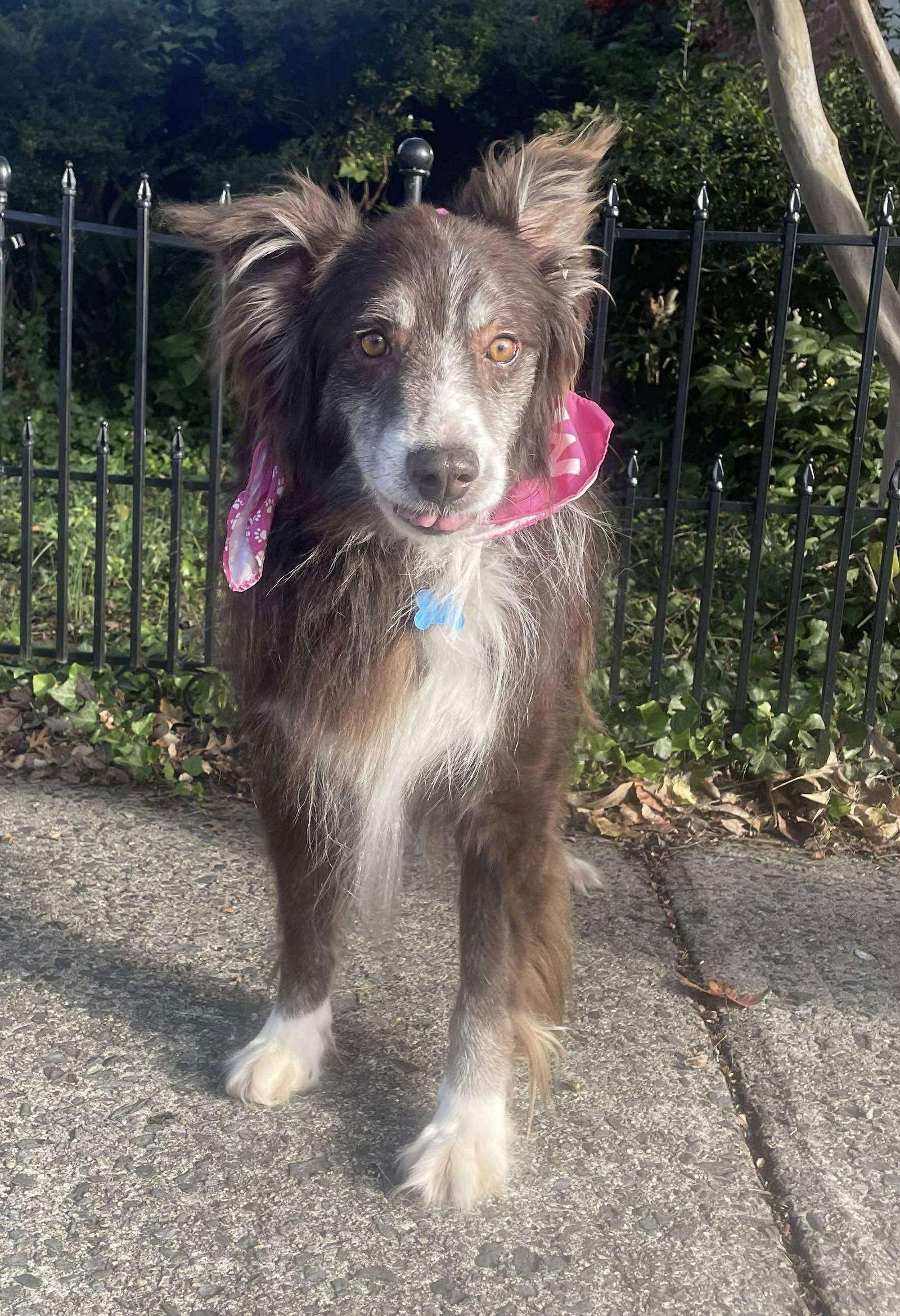 Finn: Not At the shelter (Michelle E), Adoptable, Senior Male Australian Shepherd.