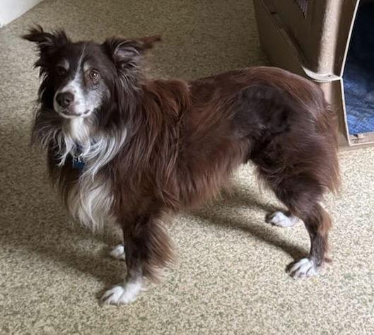 Finn: Not At the shelter (Michelle E), a Adoptable Australian Shepherd in Rustburg, VA image 2/3