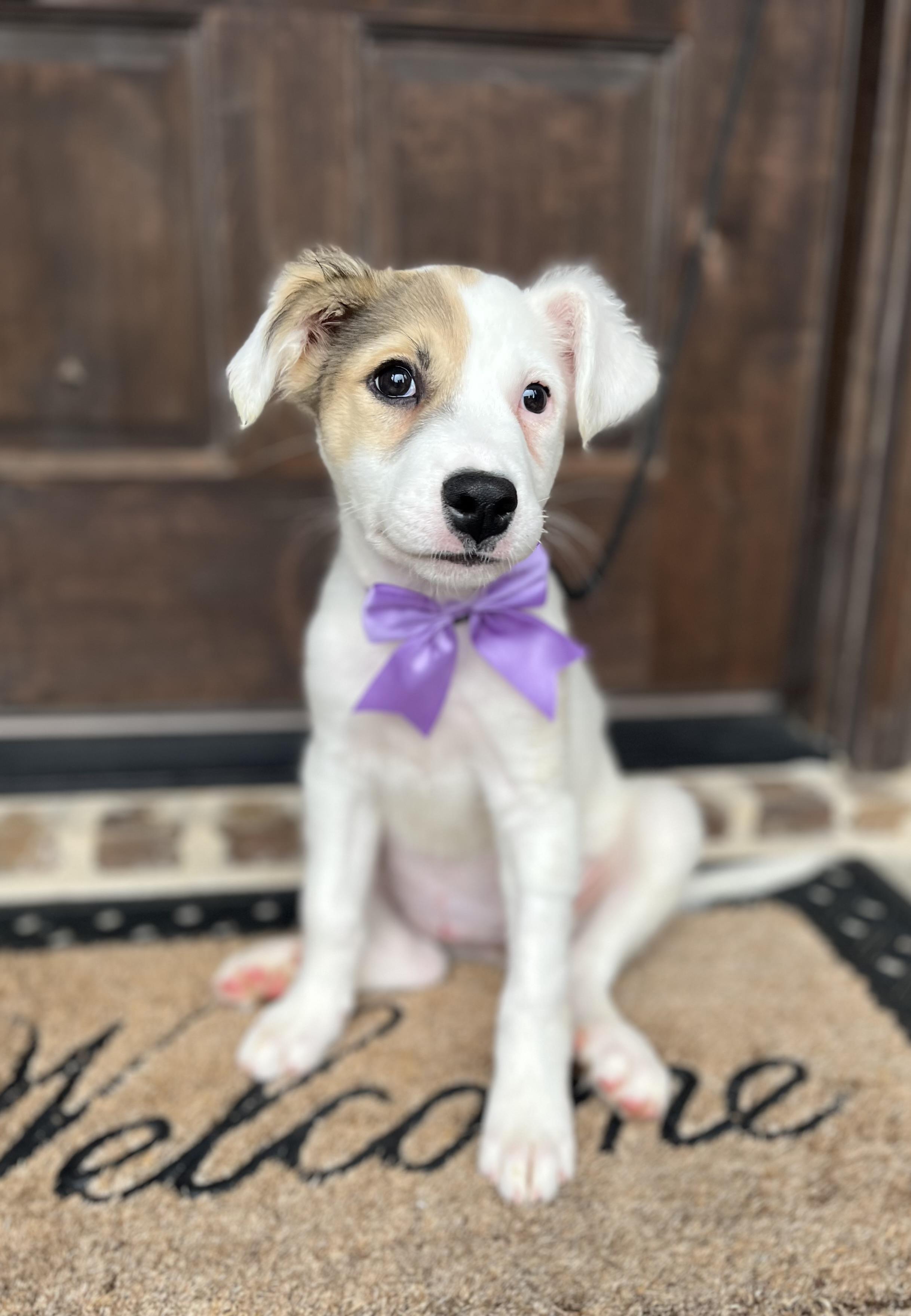 Amethyst, an adopted mixed breed in Mendham, NJ image 4/5