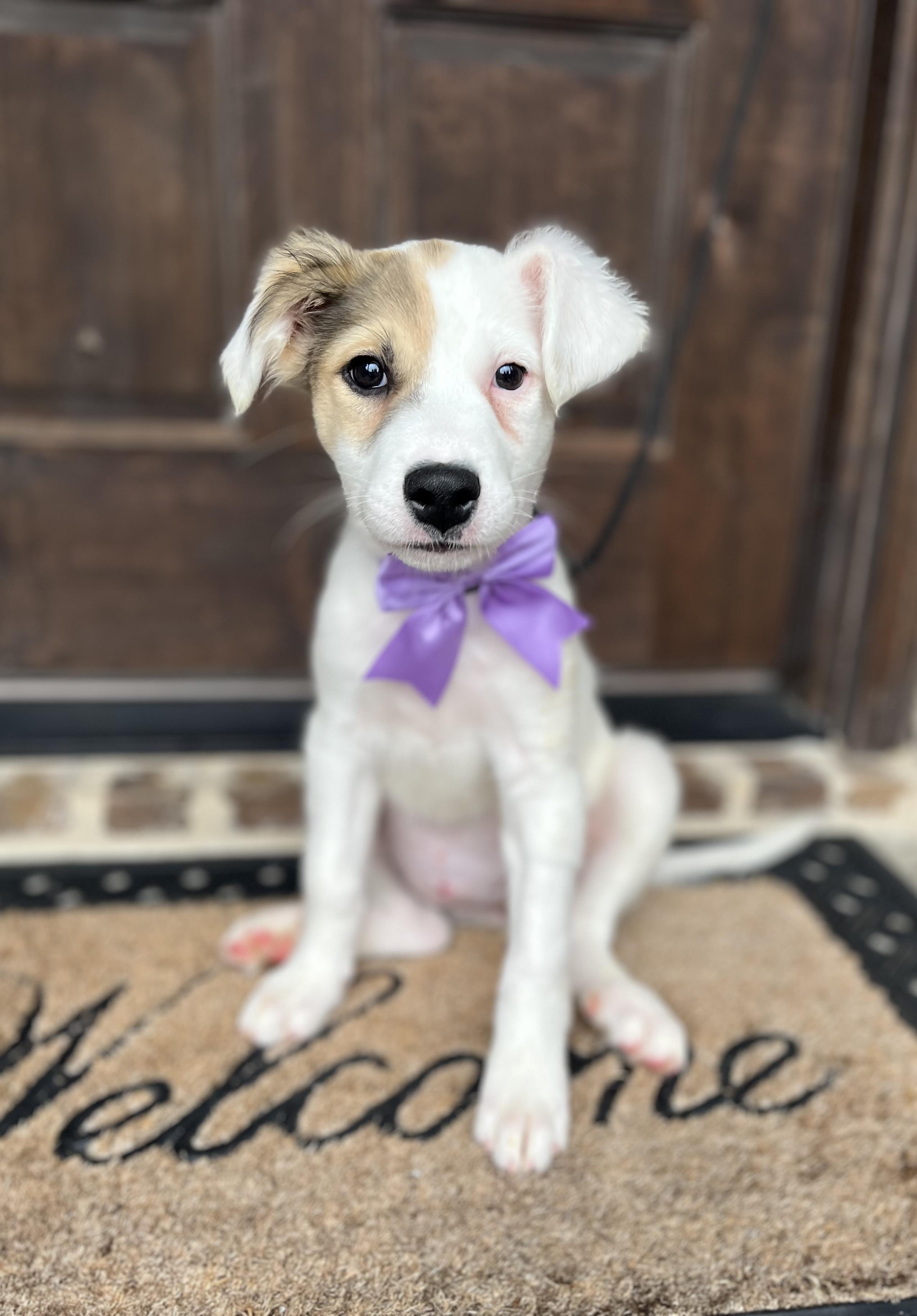 Amethyst, an adopted mixed breed in Mendham, NJ image 5/5