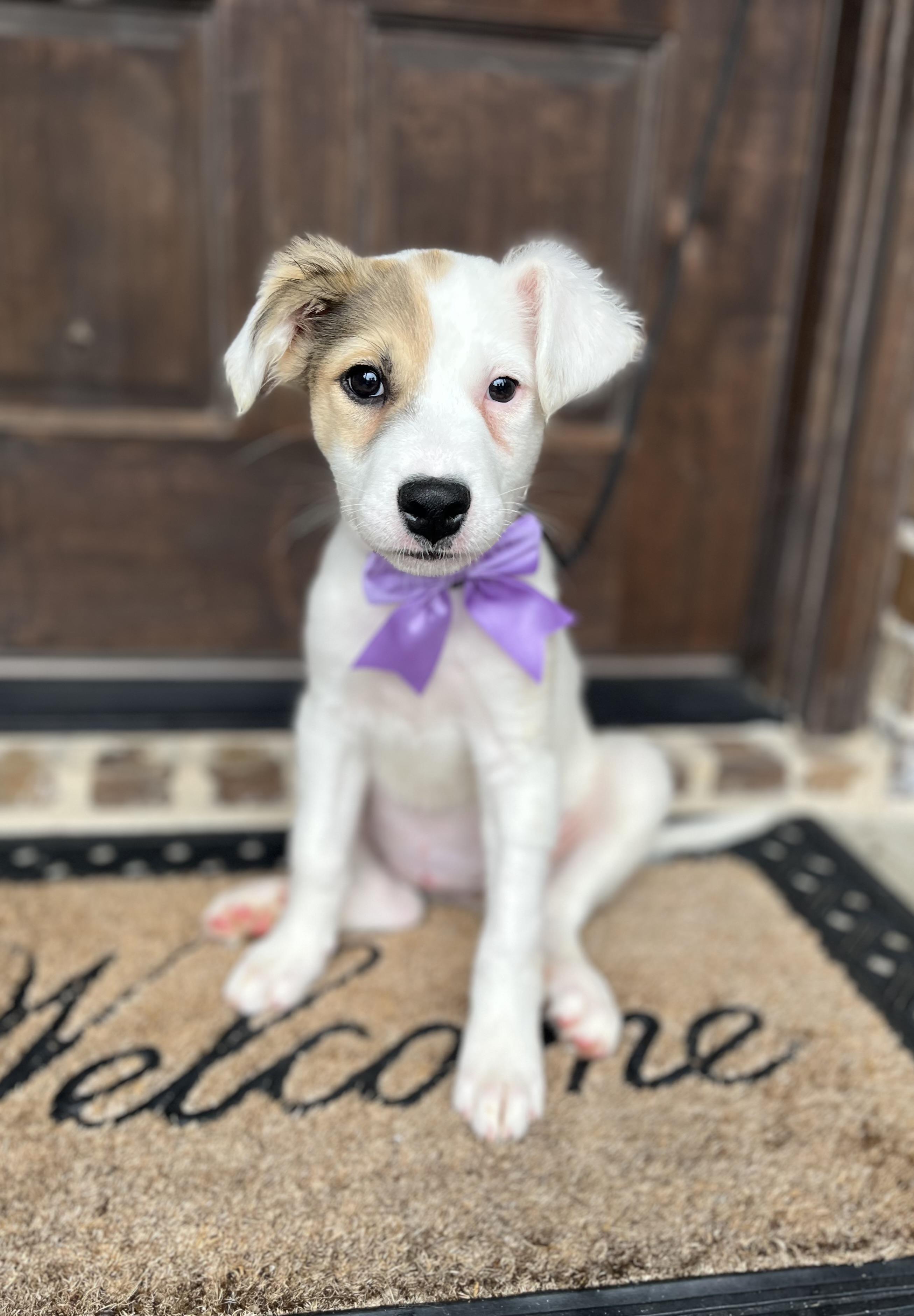 Amethyst, an adopted mixed breed in Mendham, NJ image 1/5