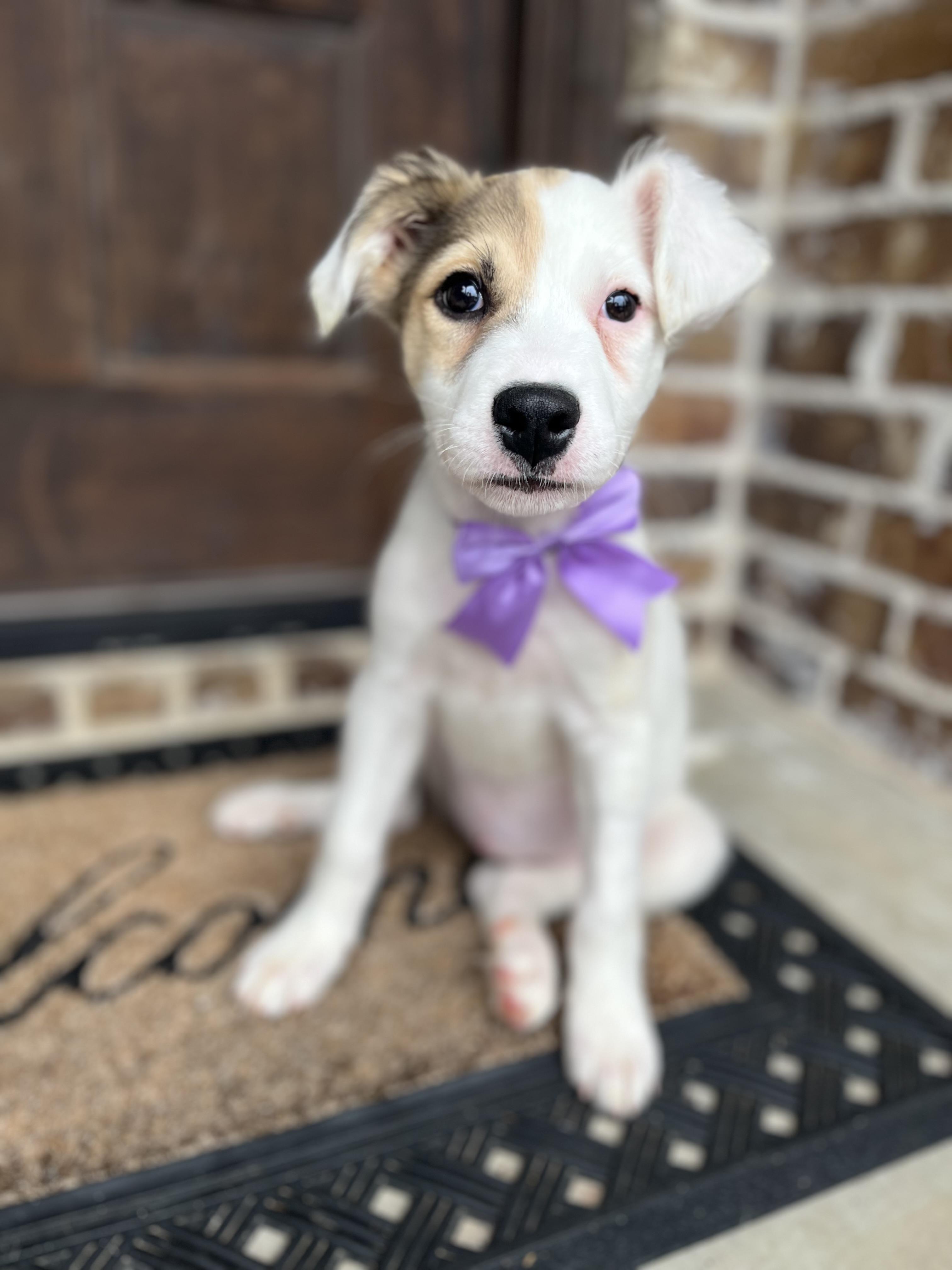 Amethyst, an adopted mixed breed in Mendham, NJ image 3/5
