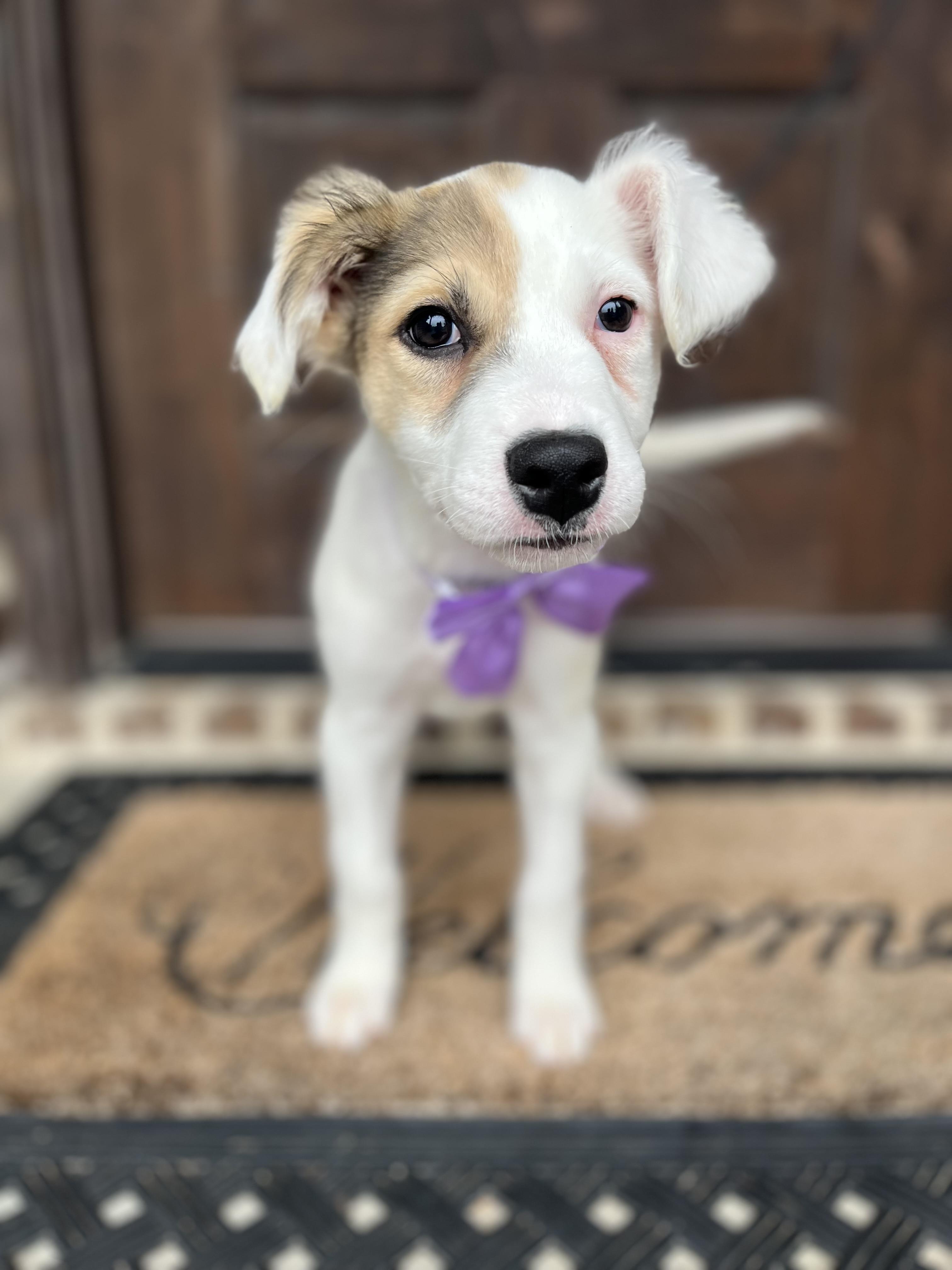 Amethyst, an adopted mixed breed in Mendham, NJ image 2/5