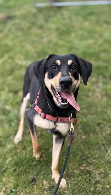 Enlarge Madi, a Adoptable mixed breed in Burlington, WA image 1/3