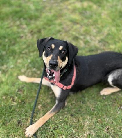 Enlarge Madi, a Adoptable mixed breed in Burlington, WA image 2/3