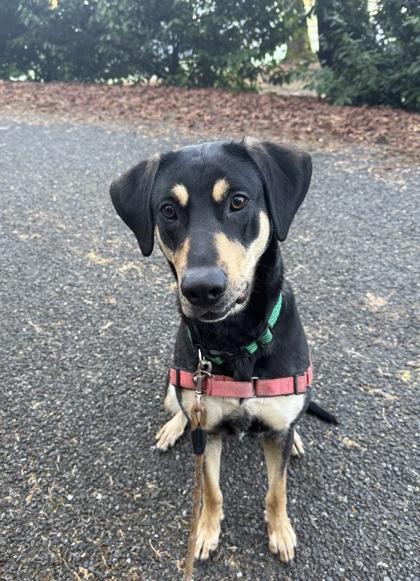 Enlarge Madi, a Adoptable mixed breed in Burlington, WA image 3/3