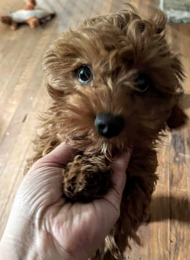 Brigitta NKA Gracie, a Adopted mixed breed in Johnston, IA image 1/2