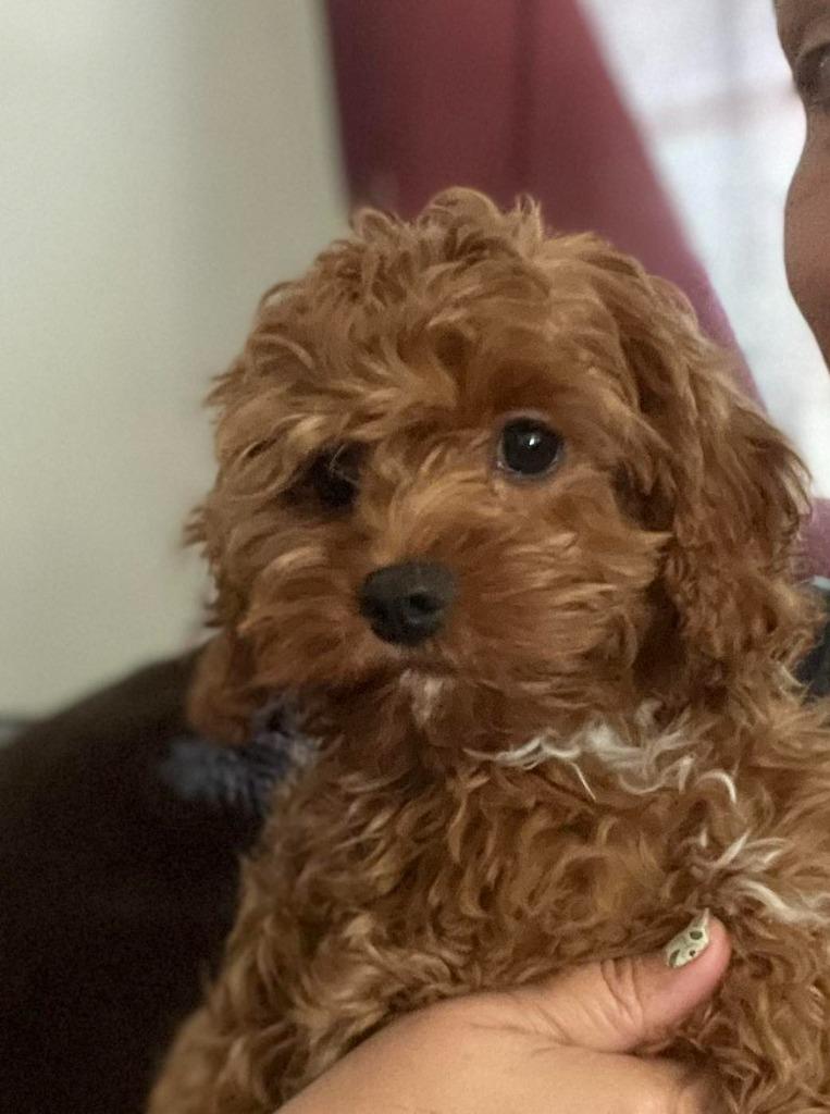 Brigitta NKA Gracie, a Adopted mixed breed in Johnston, IA image 2/2