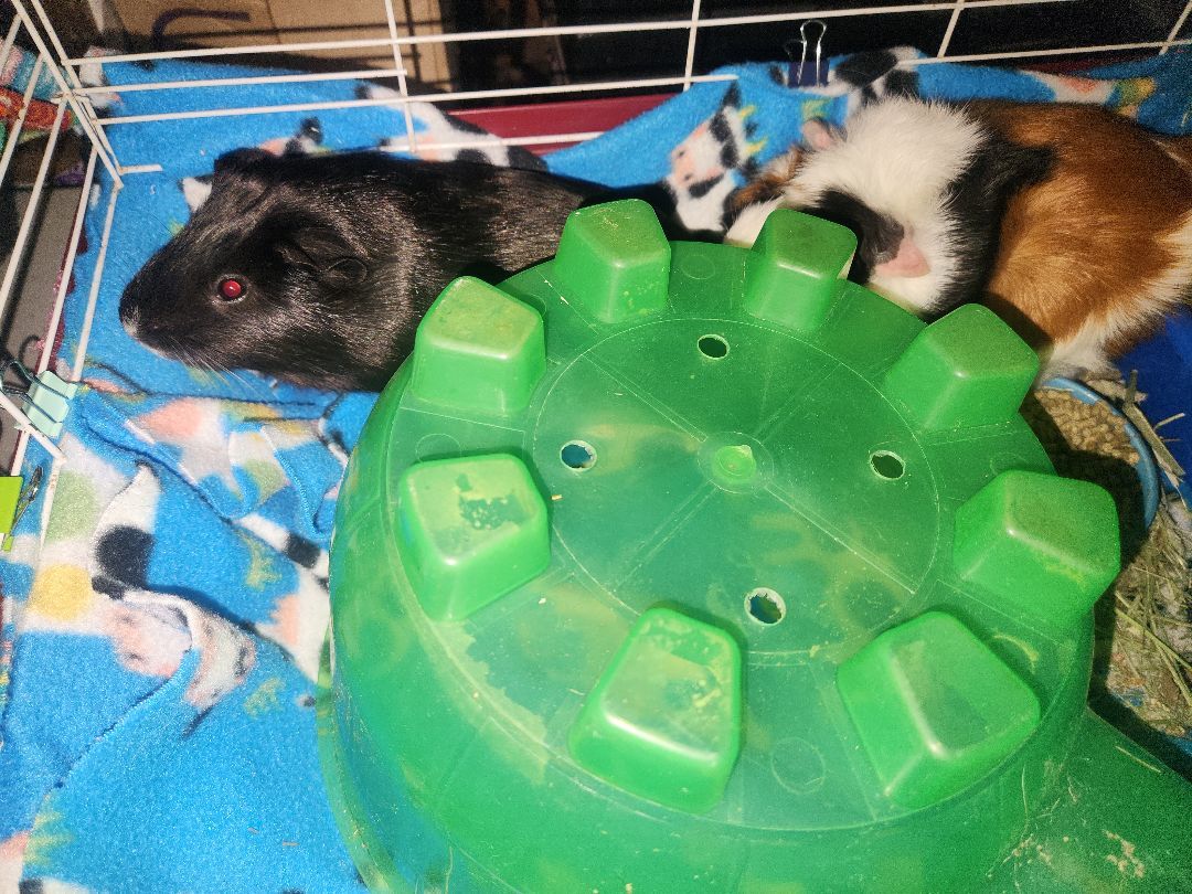 Oreo & Snickerdoodle photo 3