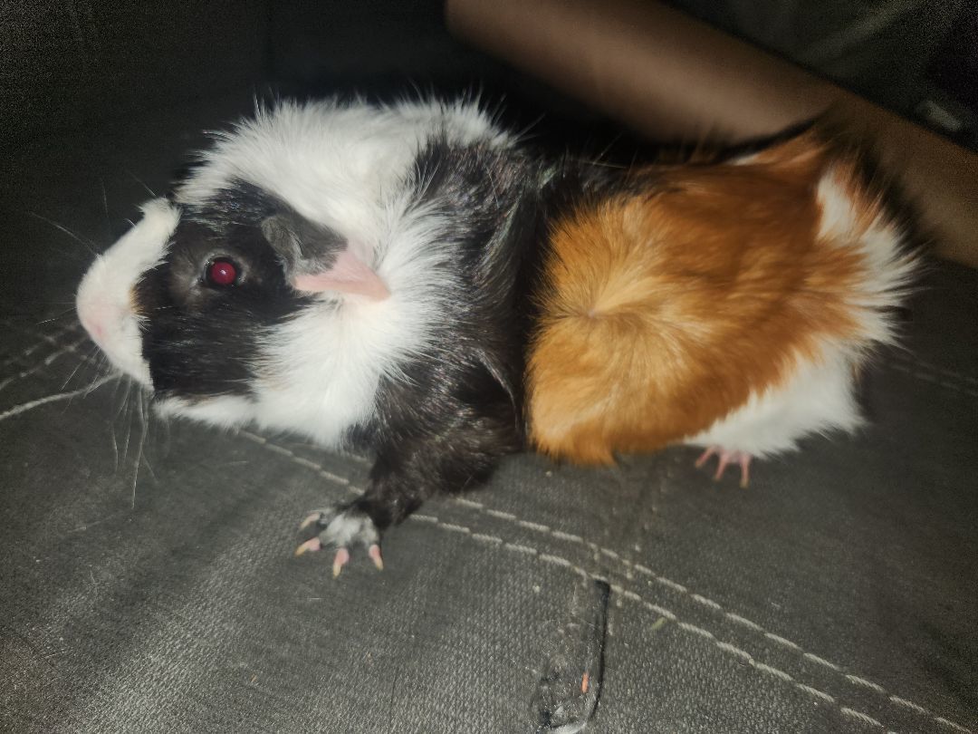 Oreo & Snickerdoodle photo 2