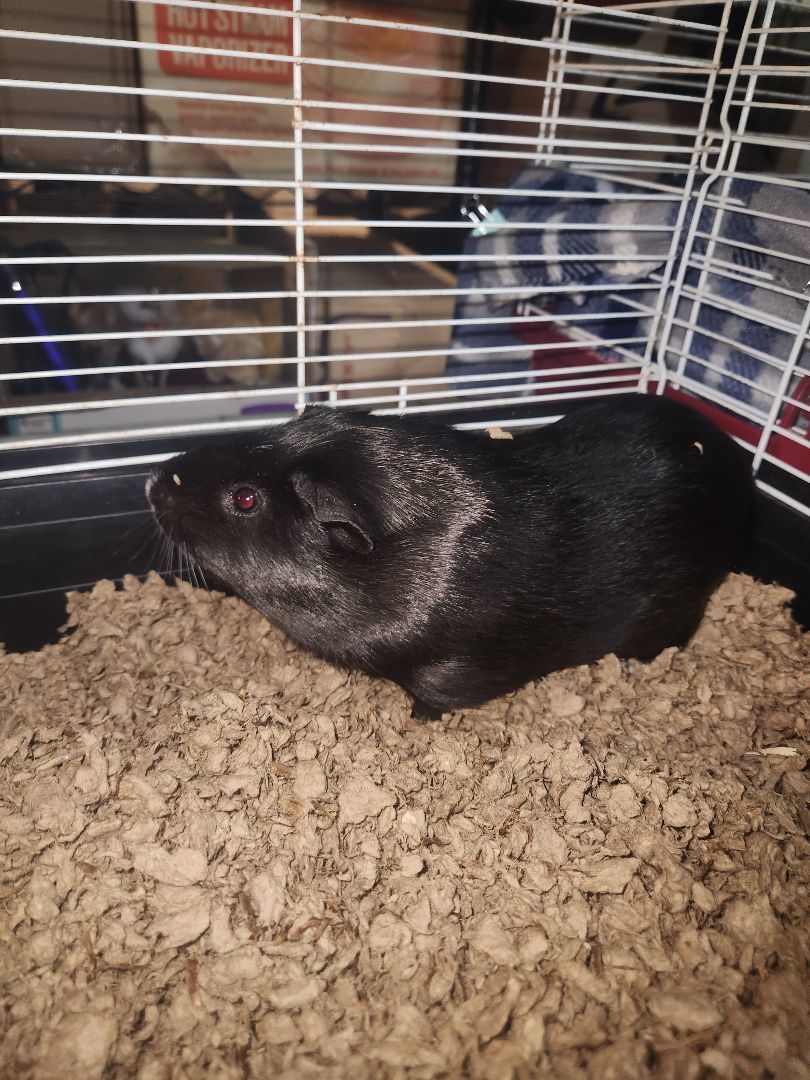 Oreo & Snickerdoodle photo 4