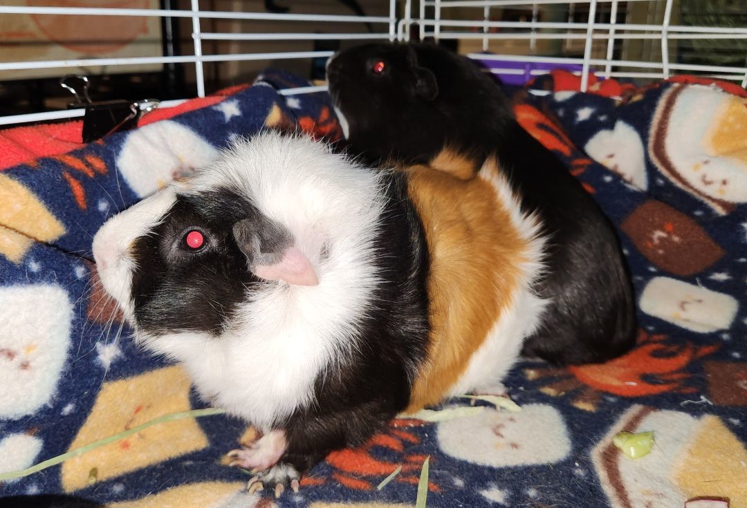 Oreo & Snickerdoodle photo 1
