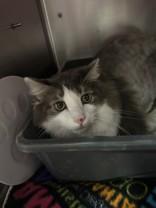 Enlarge Twix, a Adoptable Domestic Long Hair in Manitowoc, WI image 1/1