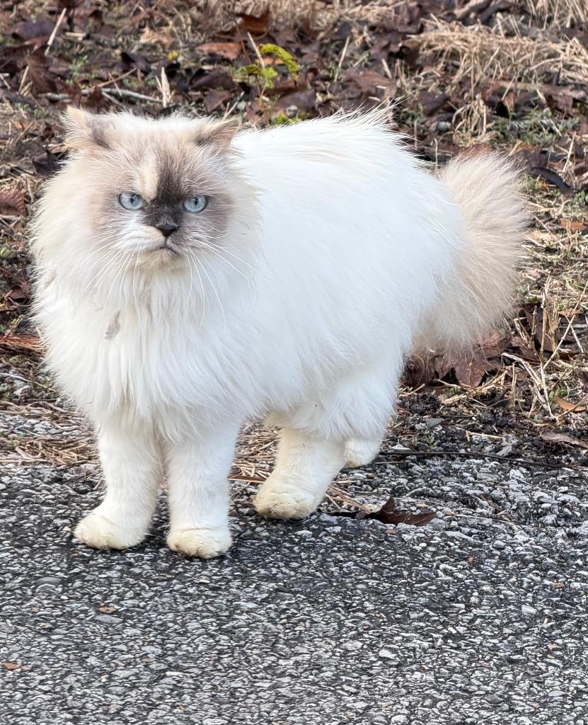 Ambrosia thumbnail 2