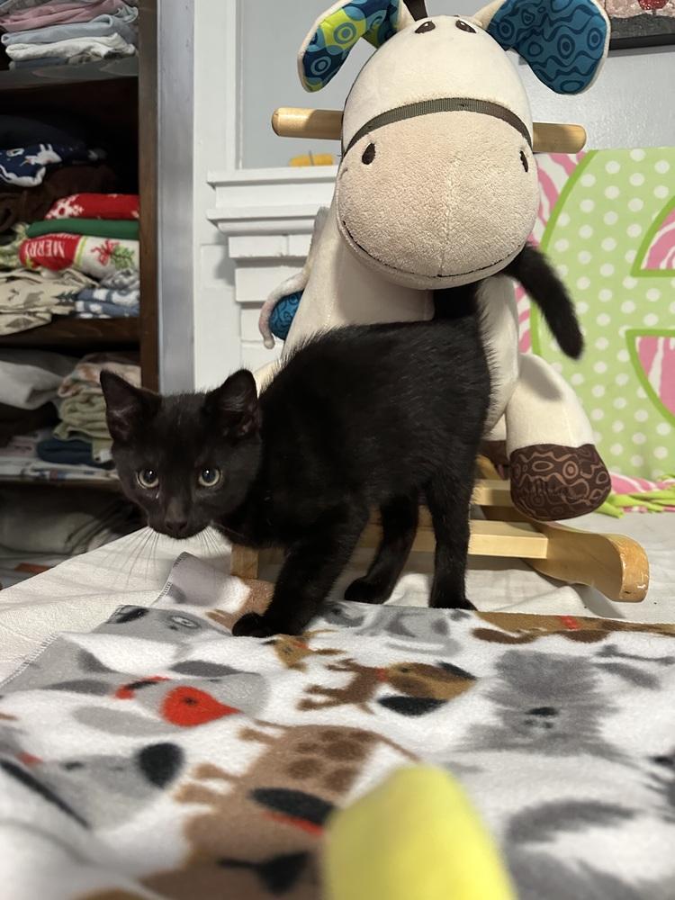 Silas, Adoptable, Kitten Male Domestic Medium Hair.