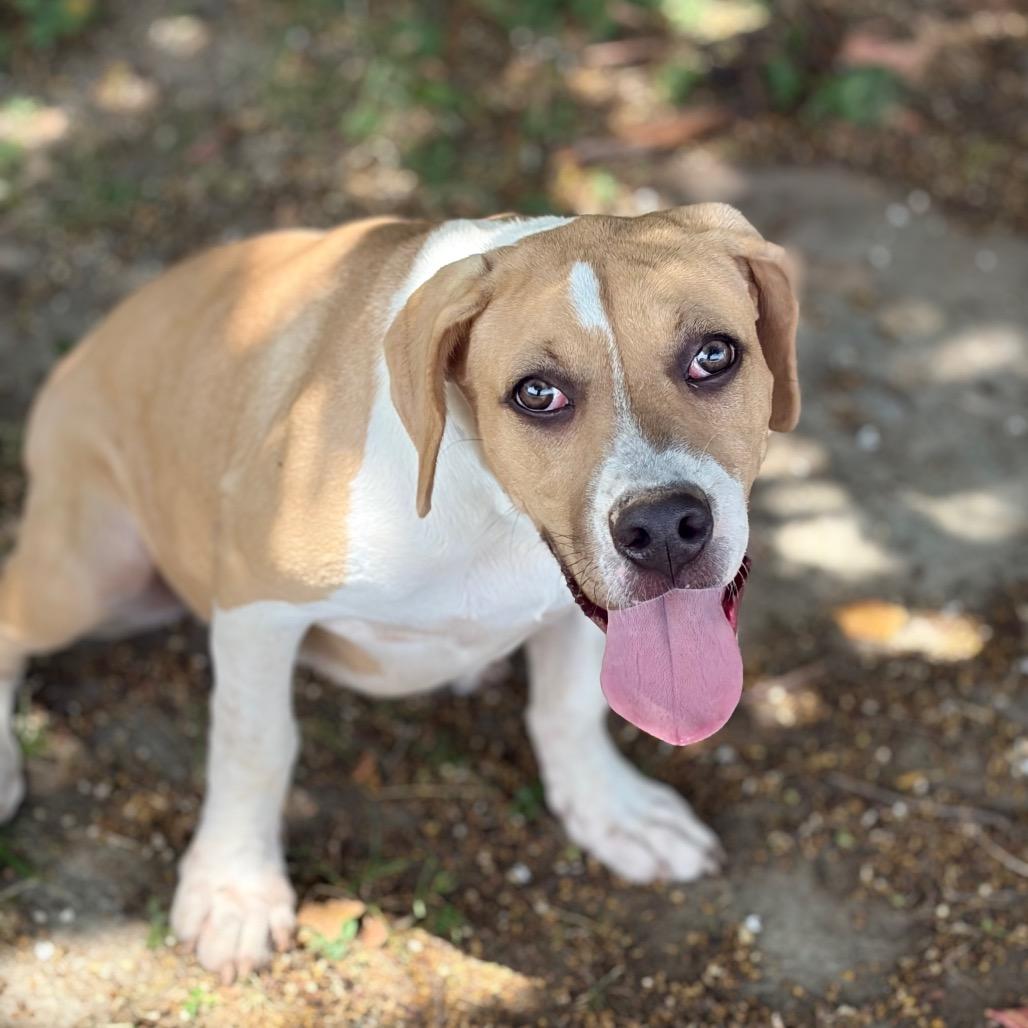 Hazel 26-05-150, a Adoptable mixed breed in Bastrop, TX image 1/6
