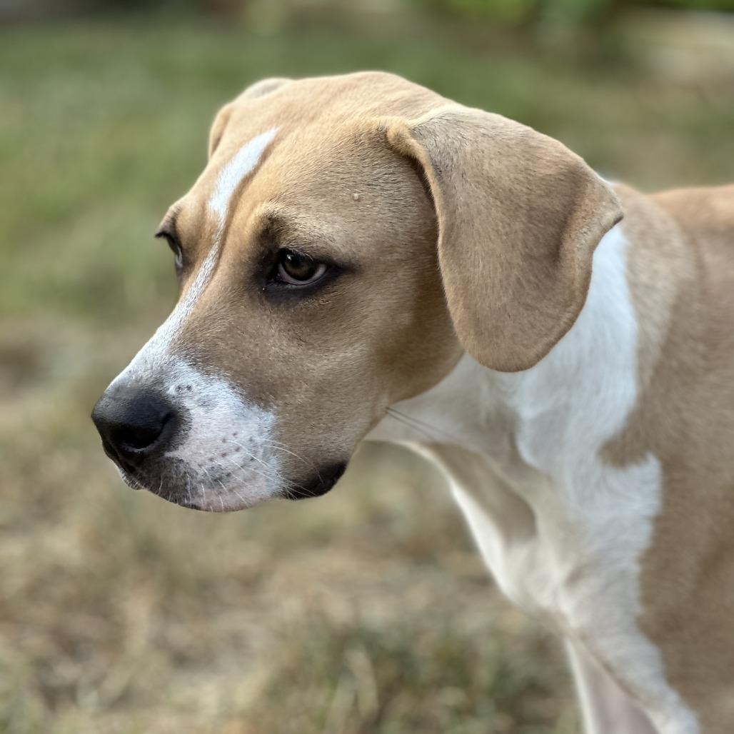 Hazel 26-05-150, a Adoptable mixed breed in Bastrop, TX image 2/6