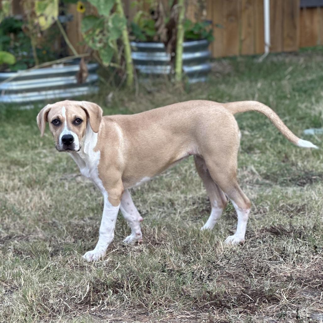 Hazel 26-05-150, a Adoptable mixed breed in Bastrop, TX image 3/6