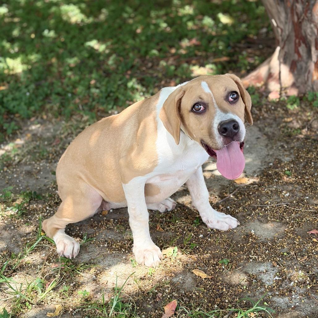 Hazel 26-05-150, a Adoptable mixed breed in Bastrop, TX image 4/6