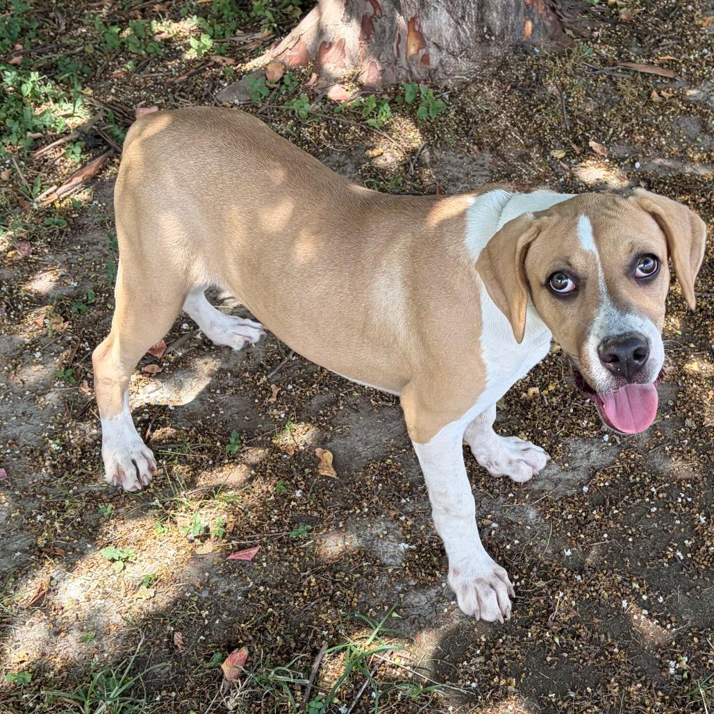 Hazel 26-05-150, a Adoptable mixed breed in Bastrop, TX image 5/6