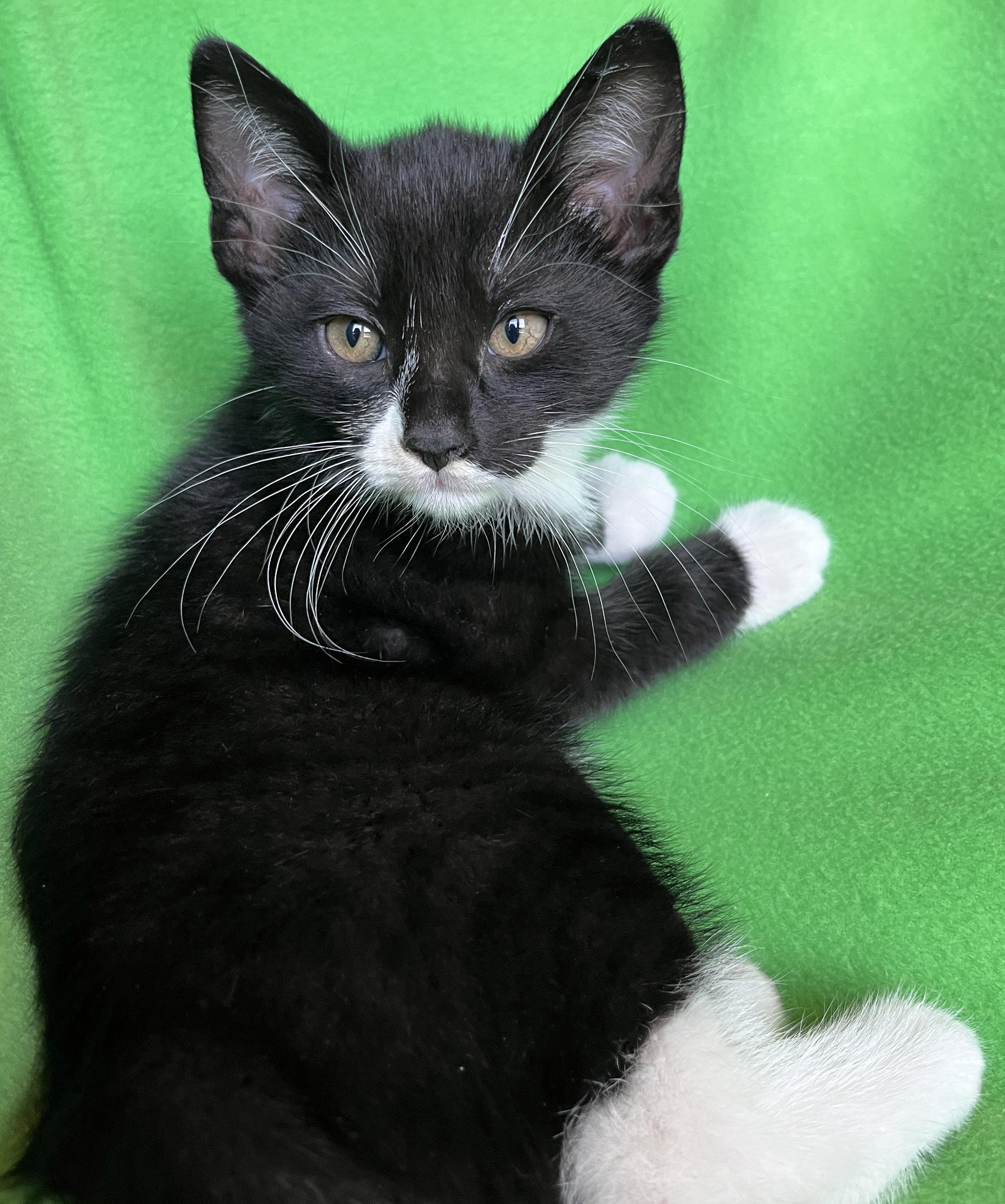 Enlarge Quark, a ADOPTABLE Tuxedo in Lake Oswego, OR image 1/2