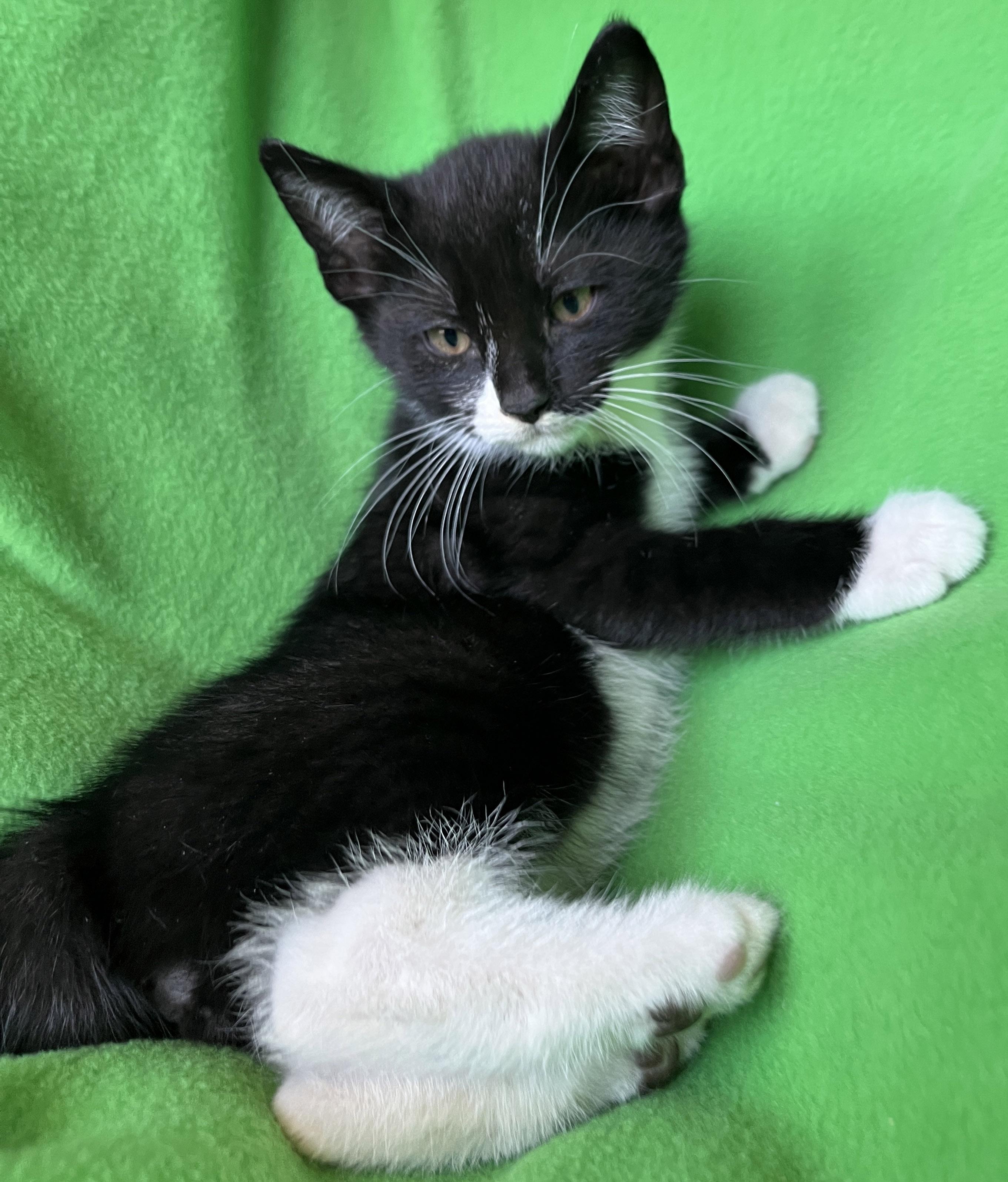 Enlarge Quark, a ADOPTABLE Tuxedo in Lake Oswego, OR image 2/2