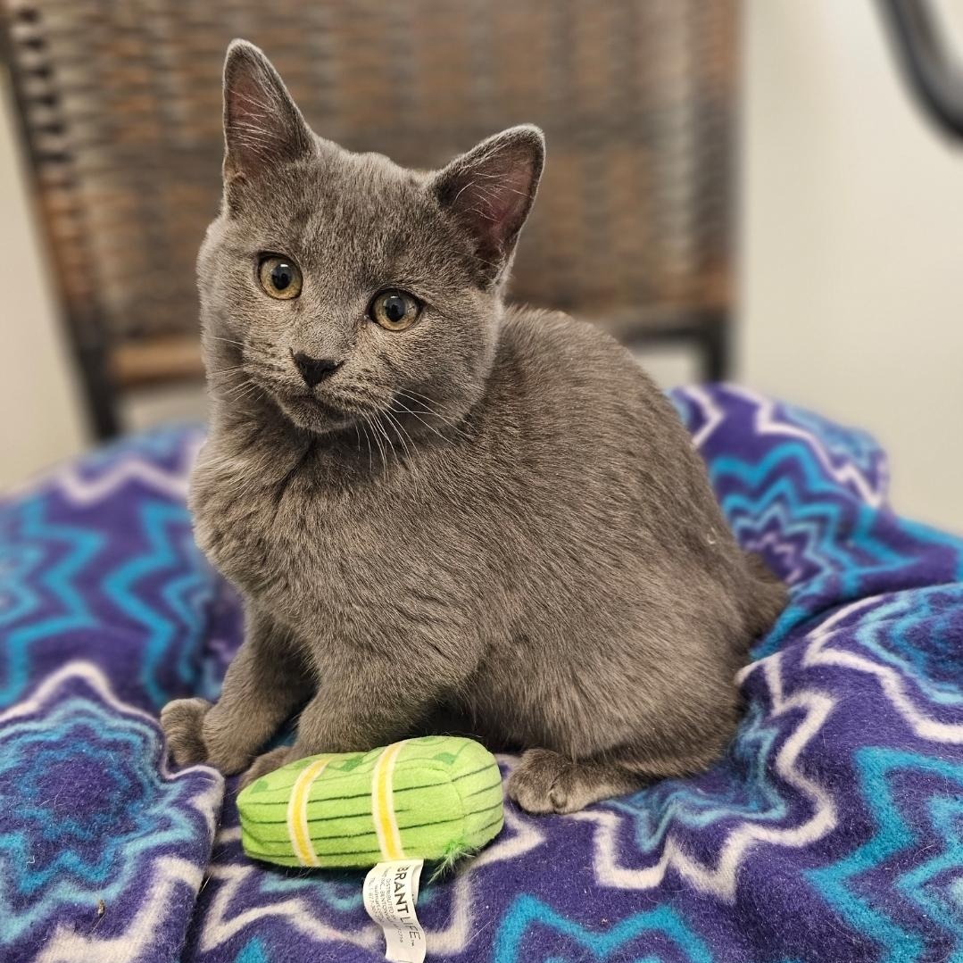 Gerry, adopted, Kitten Male Domestic Short Hair.