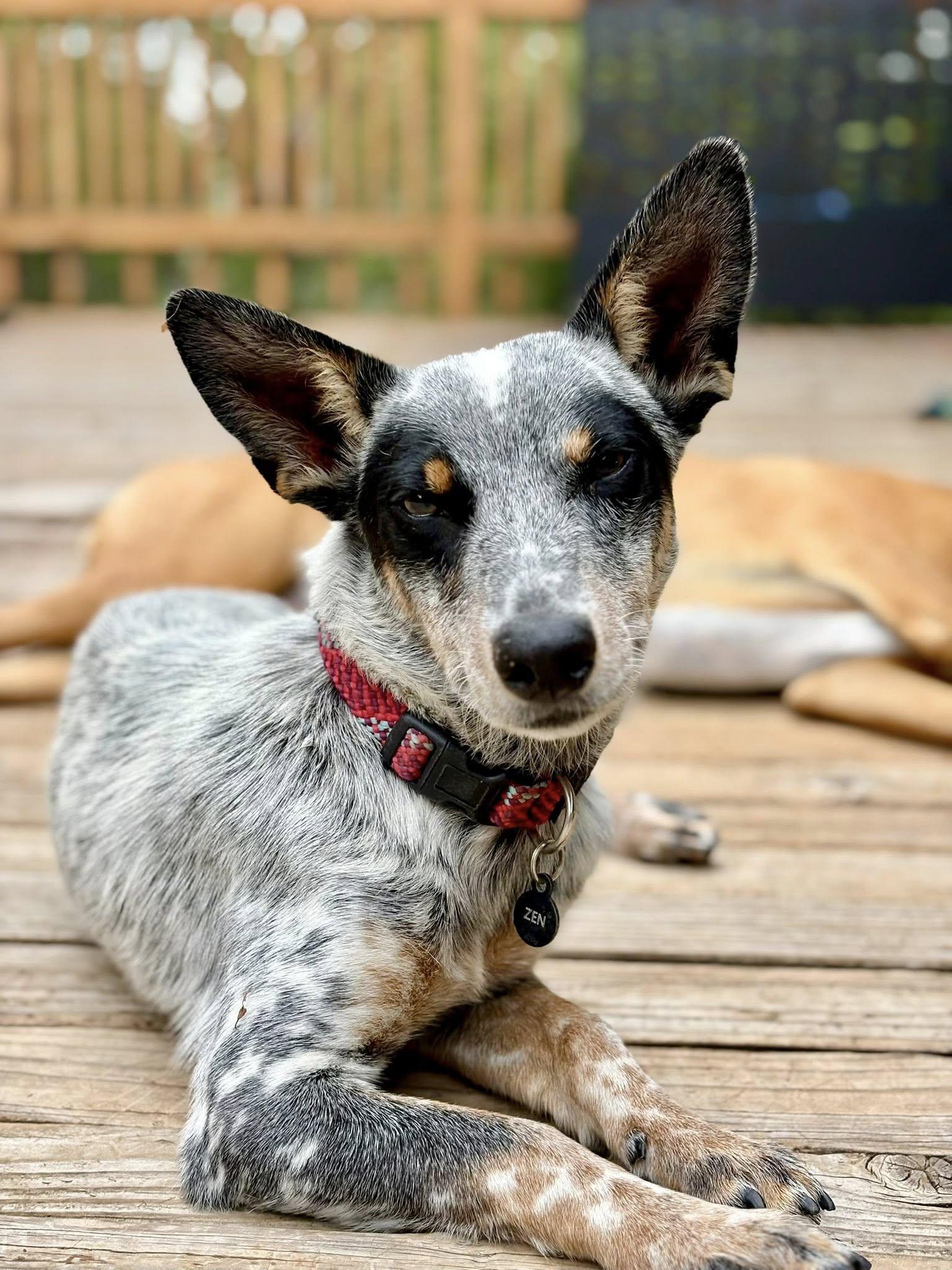 Zen, a Adoptable Australian Cattle Dog / Blue Heeler in Paso Robles, CA image 1/3