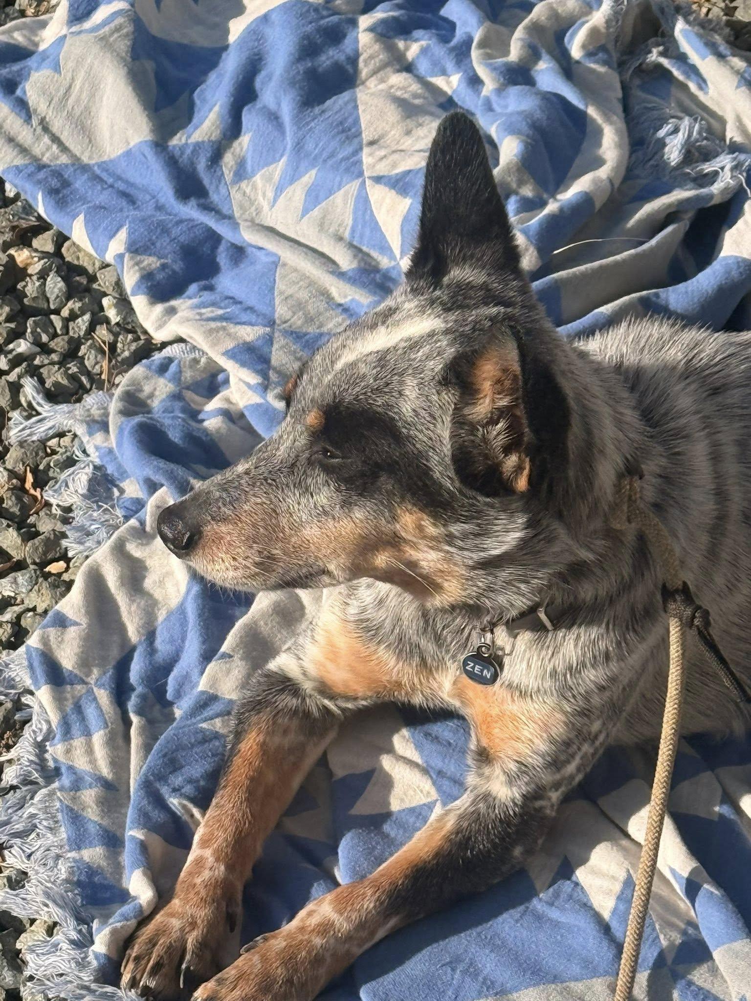 Zen, a Adoptable Australian Cattle Dog / Blue Heeler in Paso Robles, CA image 2/3