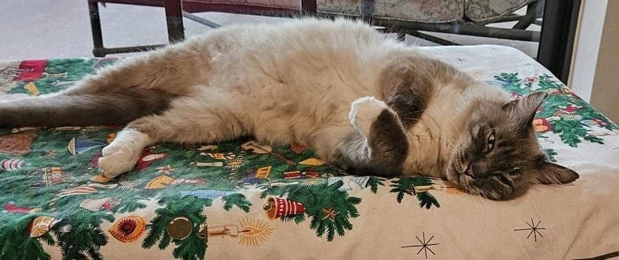 Poe, Adopted, Adult Male Domestic Short Hair & Siamese.